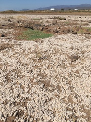 Psilocarphus chilensis