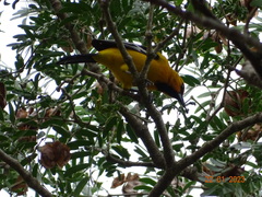 Icterus nigrogularis