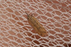 Dichomeris acuminatus