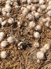 Psilocarphus chilensis