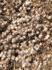 Psilocarphus chilensis