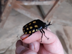 Mecynorhina passerinii