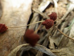 Marasmius haematocephalus