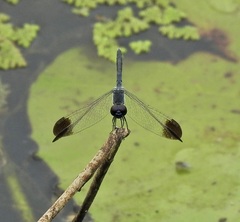 Diplacodes nebulosa