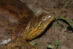 Apalone spinifera aspera