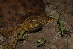 Apalone spinifera aspera