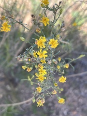 Gutierrezia californica