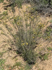 Gutierrezia californica