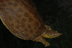 Apalone spinifera aspera