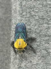 Xylocopa minor
