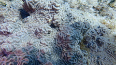 Pseudodiploria clivosa