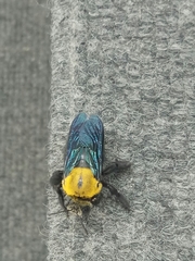 Xylocopa minor
