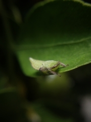 Cicadomorpha