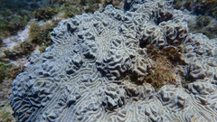 Pseudodiploria clivosa