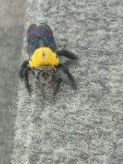 Xylocopa minor