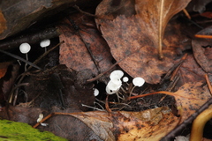 Marasmius epiphyllus