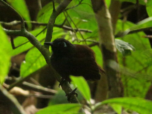Chestnut-backed Antbird (Poliocrania exsul), photo 9