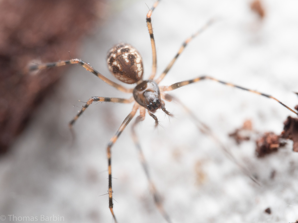 Arcuphantes arcuatulus