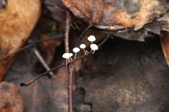 Marasmius epiphyllus