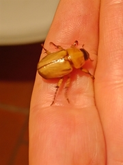 Cyclocephala