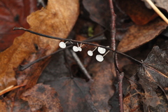Marasmius epiphyllus