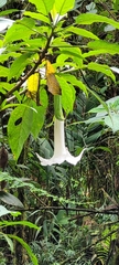 Brugmansia arborea