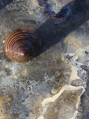 Calliostoma