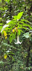 Brugmansia arborea