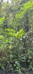 Brugmansia arborea