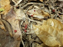 Marasmius haematocephalus