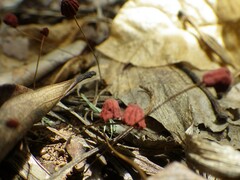 Marasmius haematocephalus