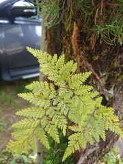 Davallia trichomanoides