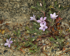 Langloisia setosissima setosissima