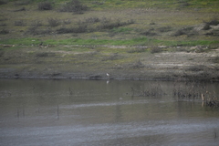Charadrius vociferus