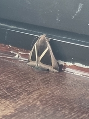 Chalciope mygdon