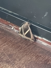 Chalciope mygdon