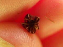 Marasmius haematocephalus