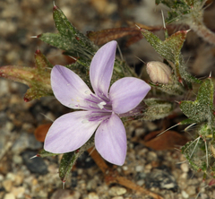 Langloisia setosissima setosissima