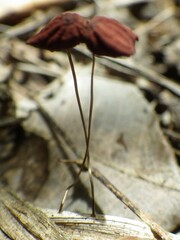 Marasmius haematocephalus