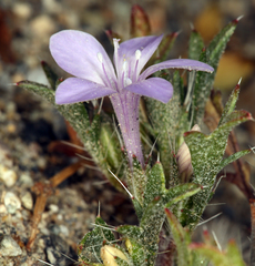 Langloisia setosissima setosissima