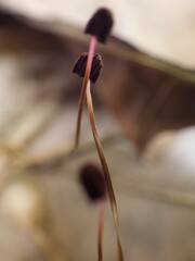 Marasmius haematocephalus