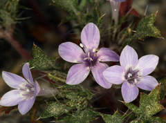 Langloisia setosissima setosissima