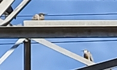 Egretta novaehollandiae