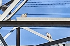 Egretta novaehollandiae