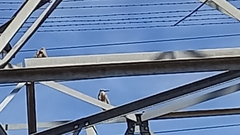 Egretta novaehollandiae