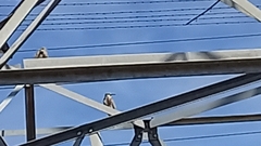 Egretta novaehollandiae