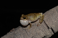 Hyla avivoca