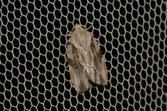Etanna breviuscula