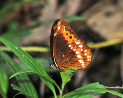 Oxeoschistus protogenia