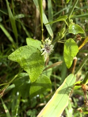 Passiflora sexflora